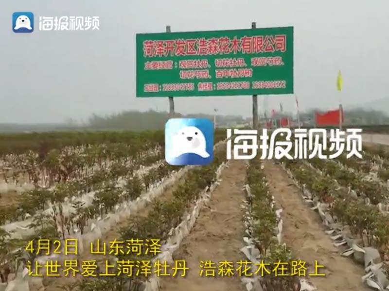 市牡丹產(chǎn)業(yè)中心、市宣傳部的領(lǐng)導(dǎo)及各大媒體來公司基地考察指導(dǎo)工作