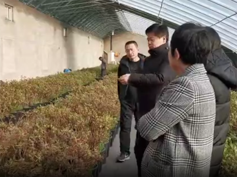 視頻丨驚艷了！隆冬菏澤牡丹含苞待放吐芬芳